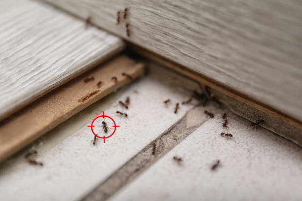  Shadow Lake, WA Pest Control Pros